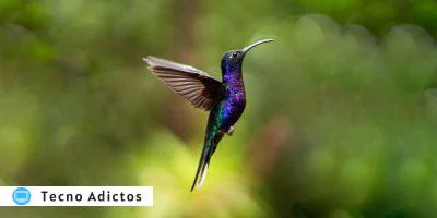 Característica Lxqt