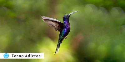 Característica Lxqt